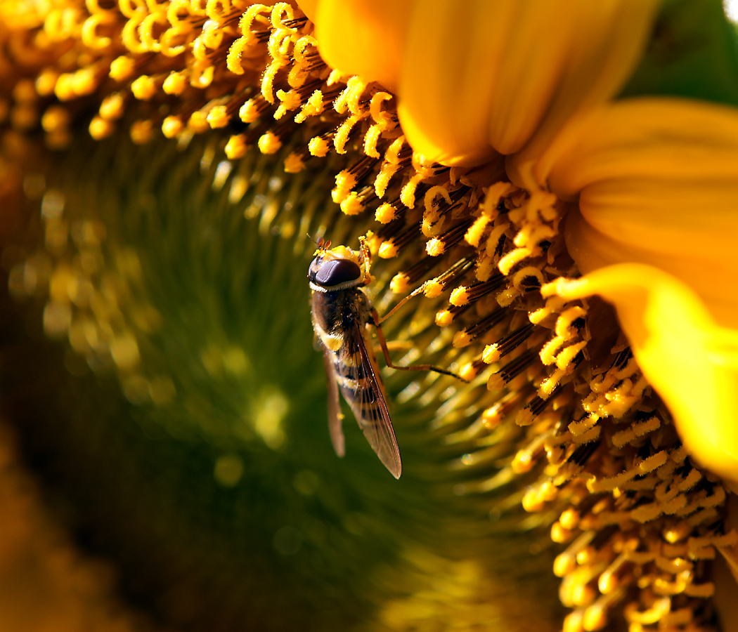 Изображение особи Helianthus annuus.