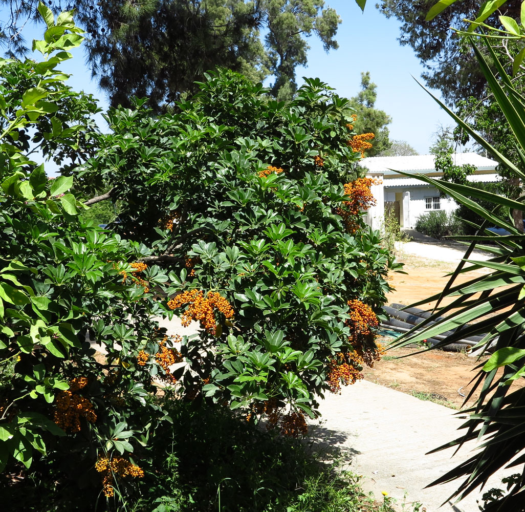 Image of Heptapleurum arboricola specimen.