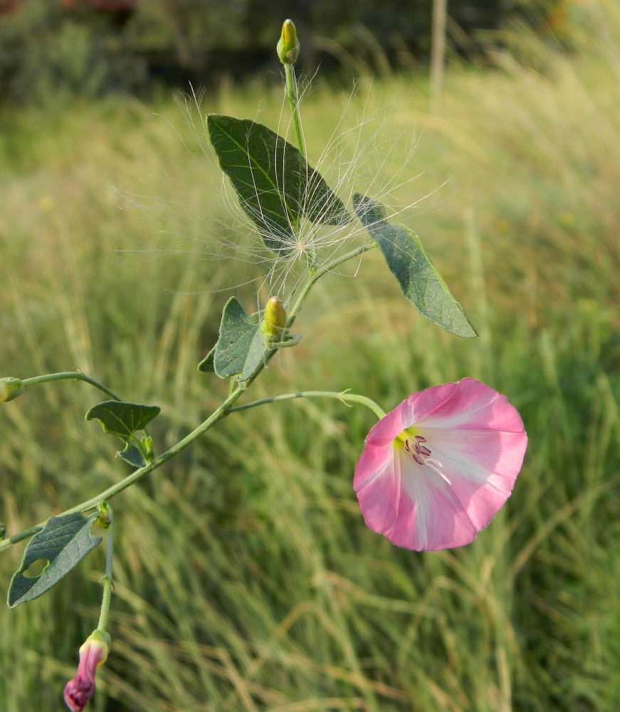 Image of Convolvulus arvensis specimen.