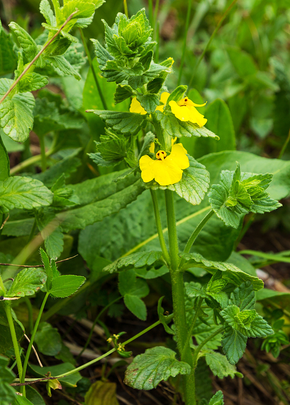 Изображение особи Rhynchocorys stricta.
