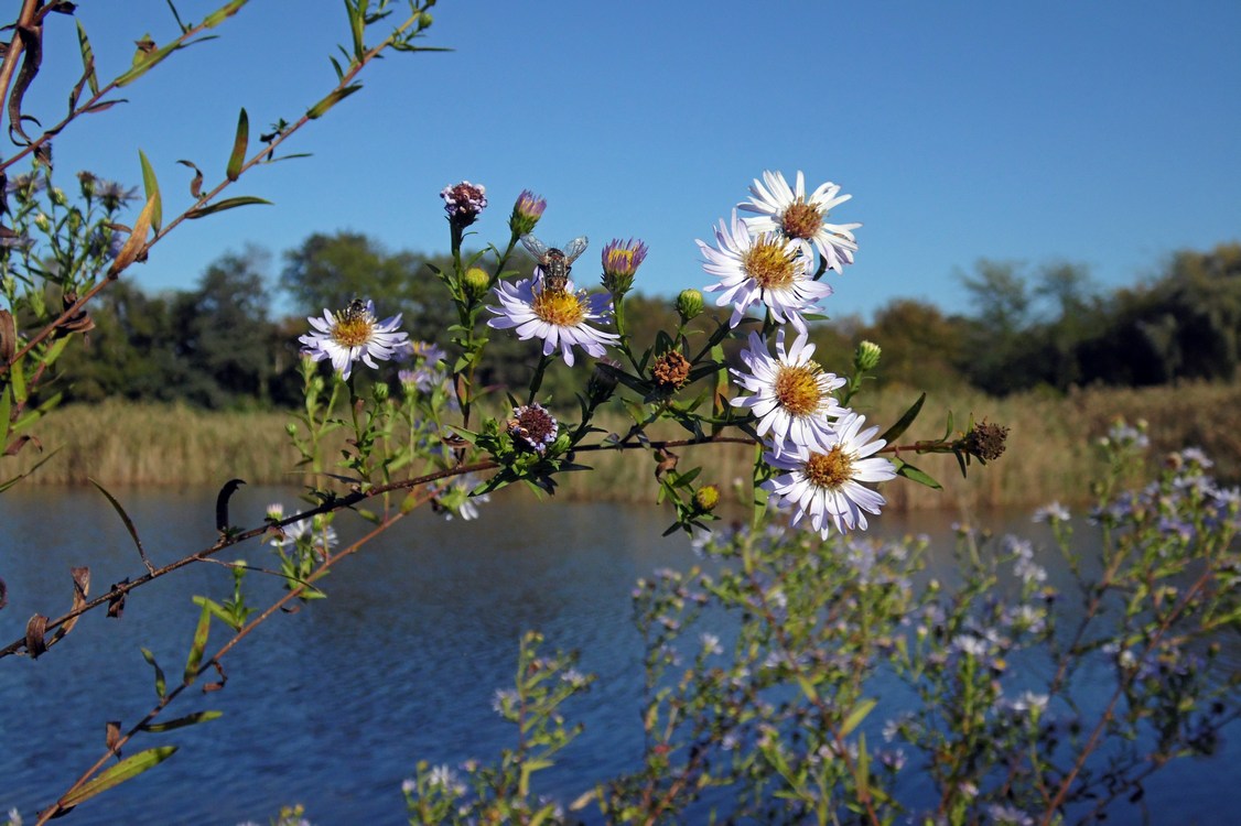 Image of Symphyotrichum &times; versicolor specimen.