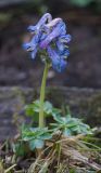 Corydalis pauciflora