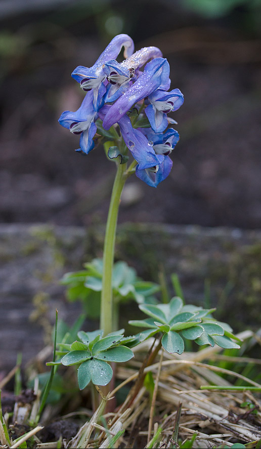 Image of Corydalis pauciflora specimen.