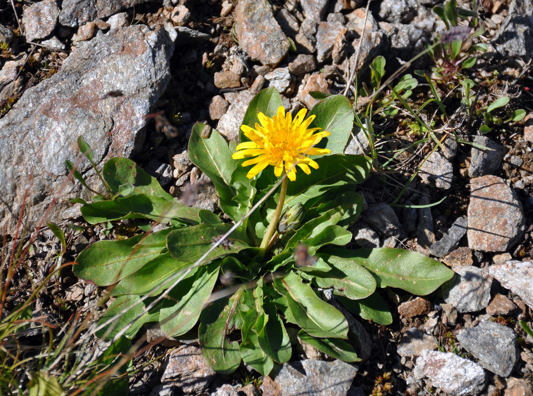 Image of Taraxacum stevenii specimen.