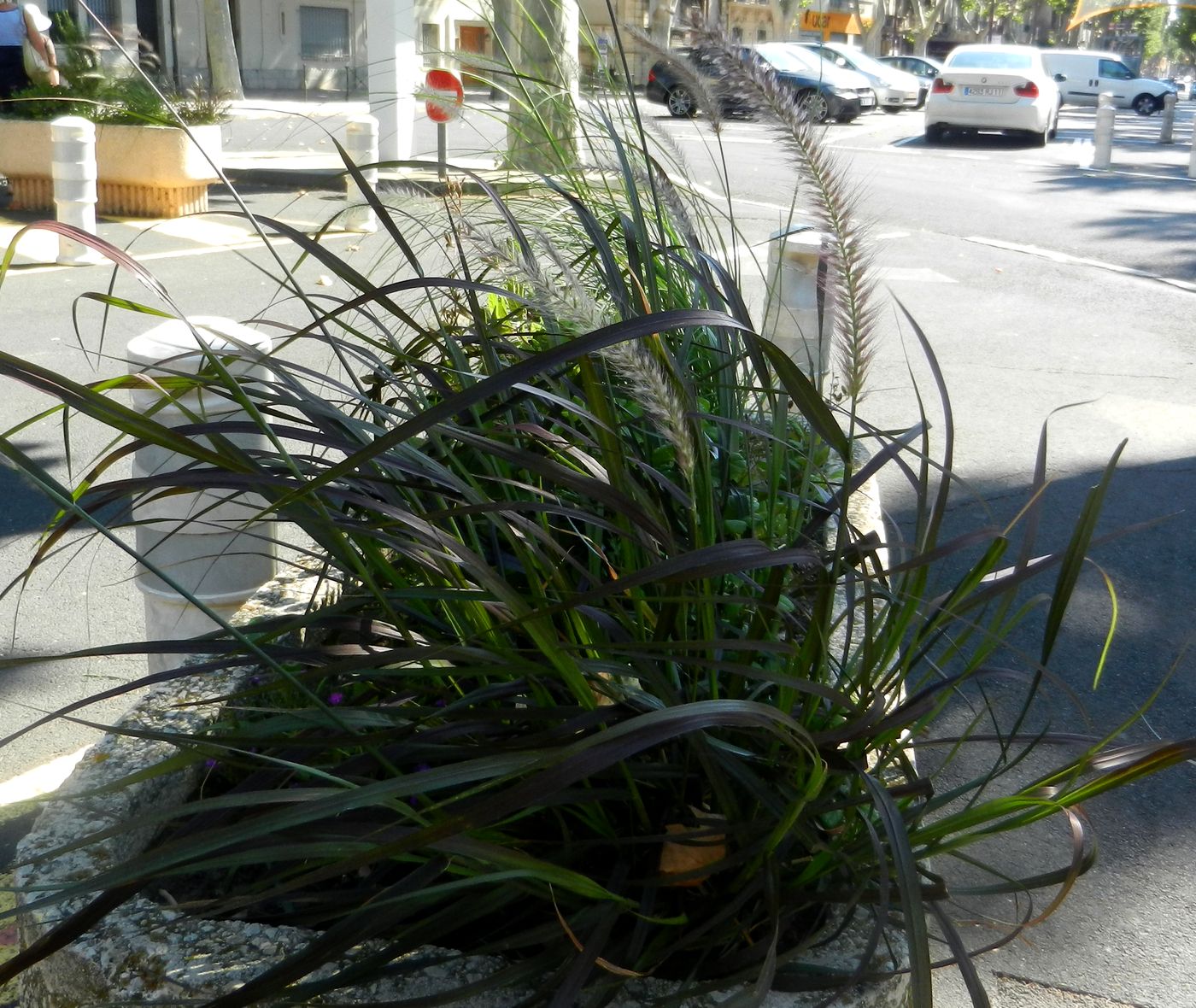 Изображение особи Pennisetum alopecuroides.