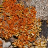 genus Xanthoria. Талломы с апотециями на камне. Испания, автономное сообщество Канарские острова, о-в Фуэртевентура, провинция Лас Пальмас, муниципалитет Ла Олива, восточные окр. пос. Эль Котильо, предгорная равнина, лавовое поле. 16.03.2016.