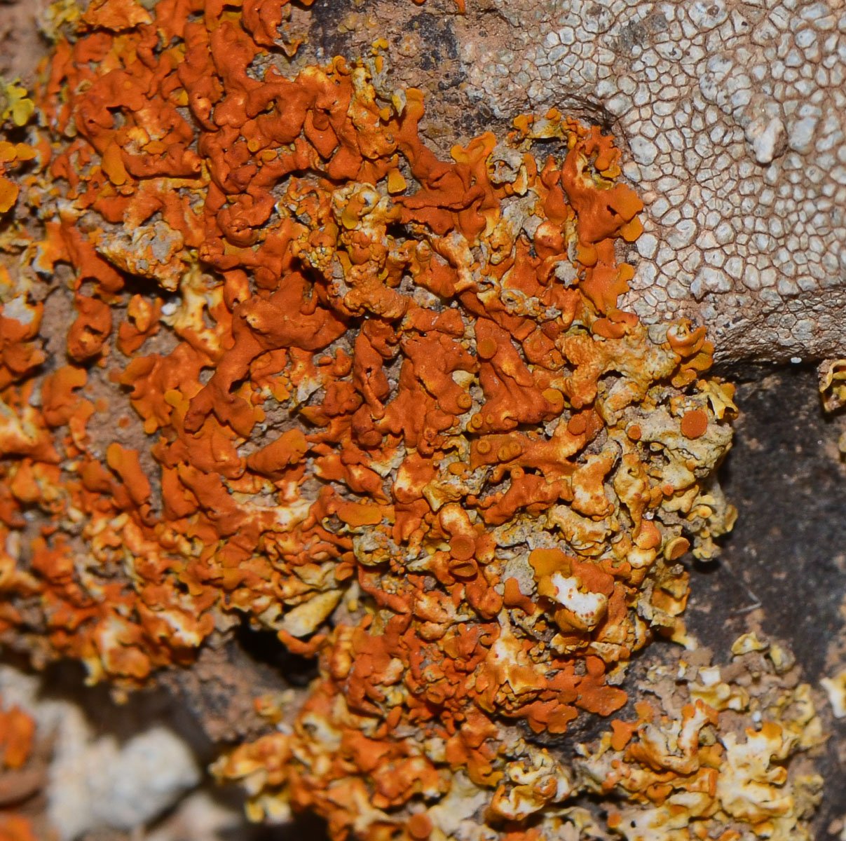 Image of genus Xanthoria specimen.