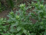 Thlaspi arvense. Цветущие растения. Иркутск, газон, сорное. 16.05.2016.