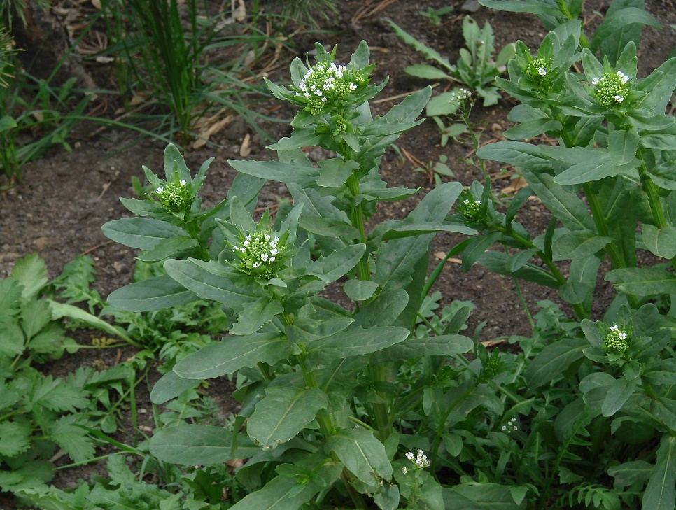 Image of Thlaspi arvense specimen.