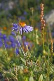 Erigeron flaccidus. Верхушка побега с соцветием. Восточный Саян, хр. Большой Саян, басс. р. Тисса, горный луг. 21.07.2015.