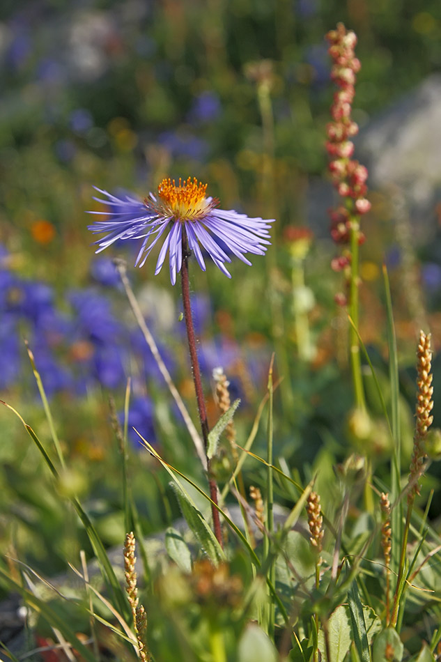 Image of Erigeron flaccidus specimen.