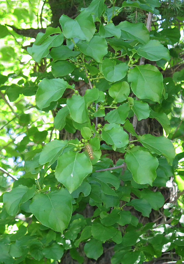 Image of Celastrus orbiculata specimen.