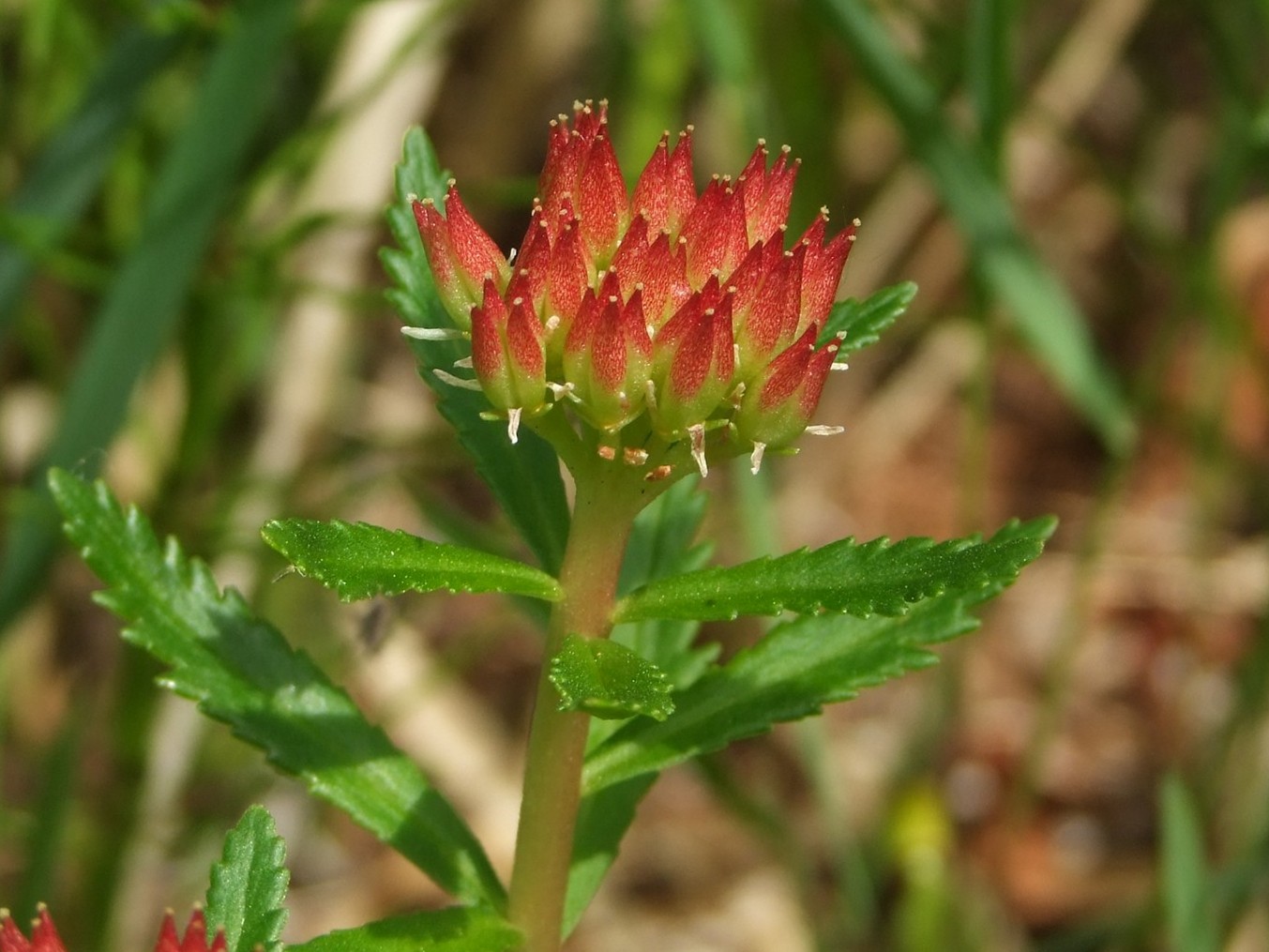 Изображение особи Rhodiola stephanii.