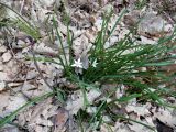 Ornithogalum woronowii