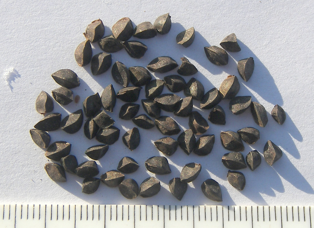 Image of Eremurus spectabilis specimen.