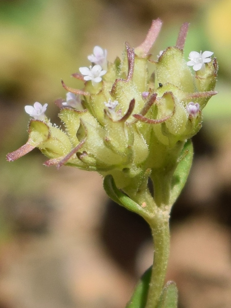 Изображение особи Valerianella cymbocarpa.