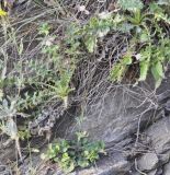 Silene italica