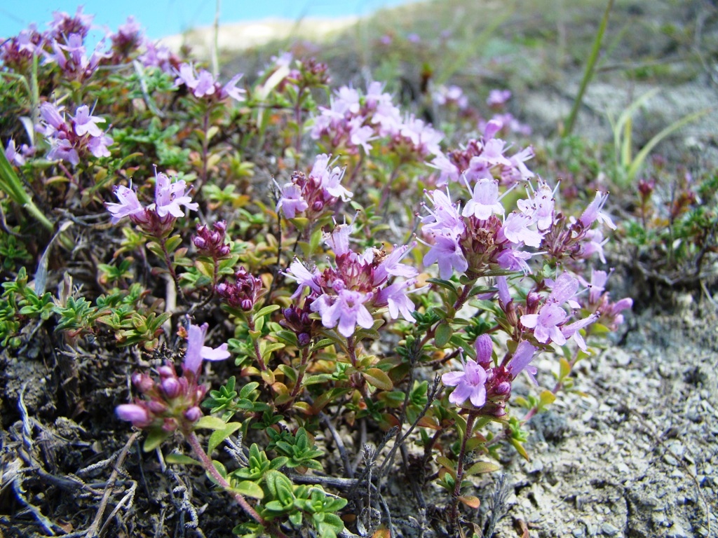 Изображение особи Thymus dubjanskyi.