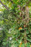 Epipremnum aureum