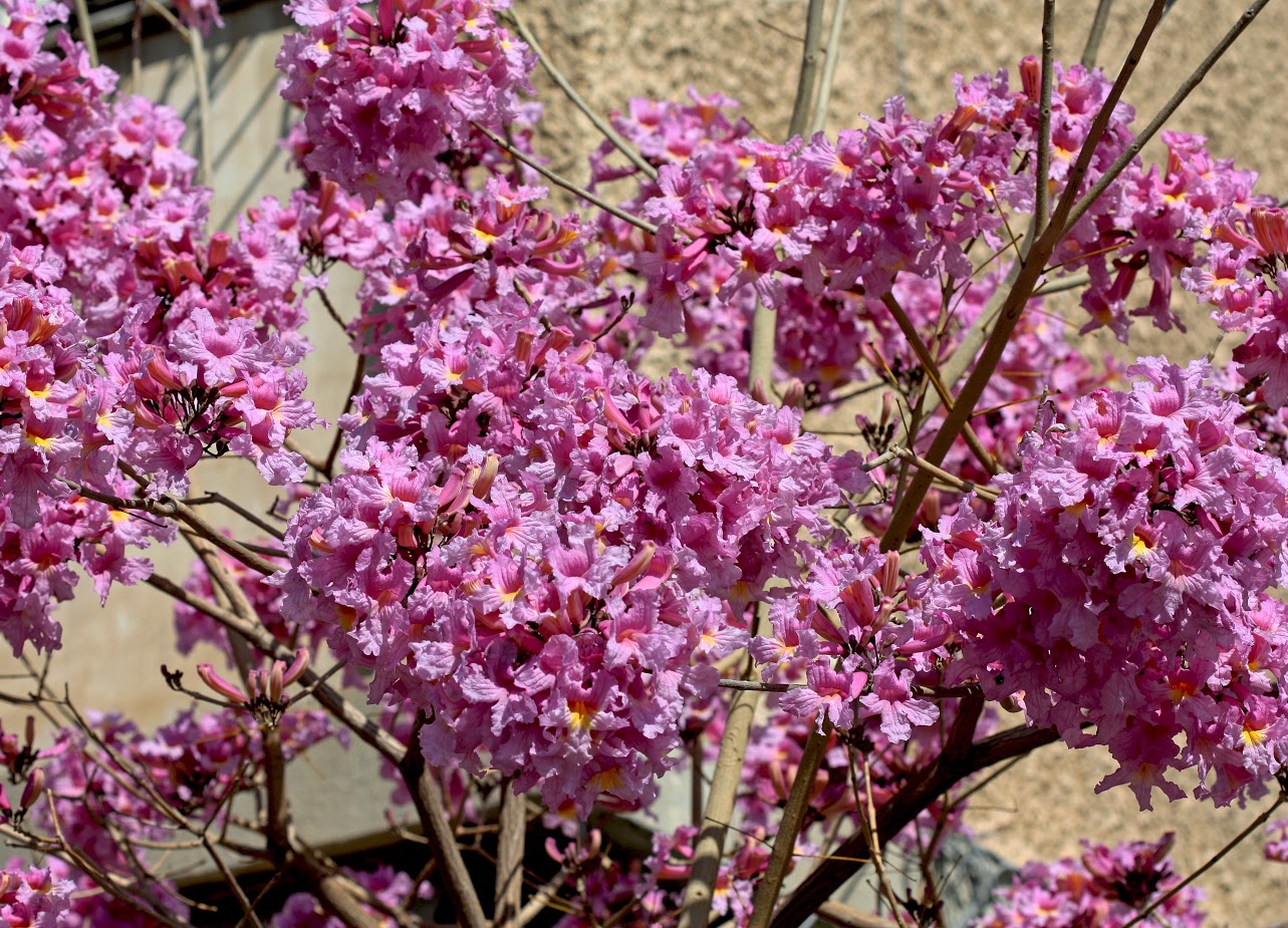 Изображение особи Tabebuia impetiginosa.