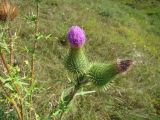 Cirsium vulgare. Соцветия. Пензенская обл., Мокшанский р-н, окр. с. Подгорное, луг на склоне оврага. 10 августа 2016 г.