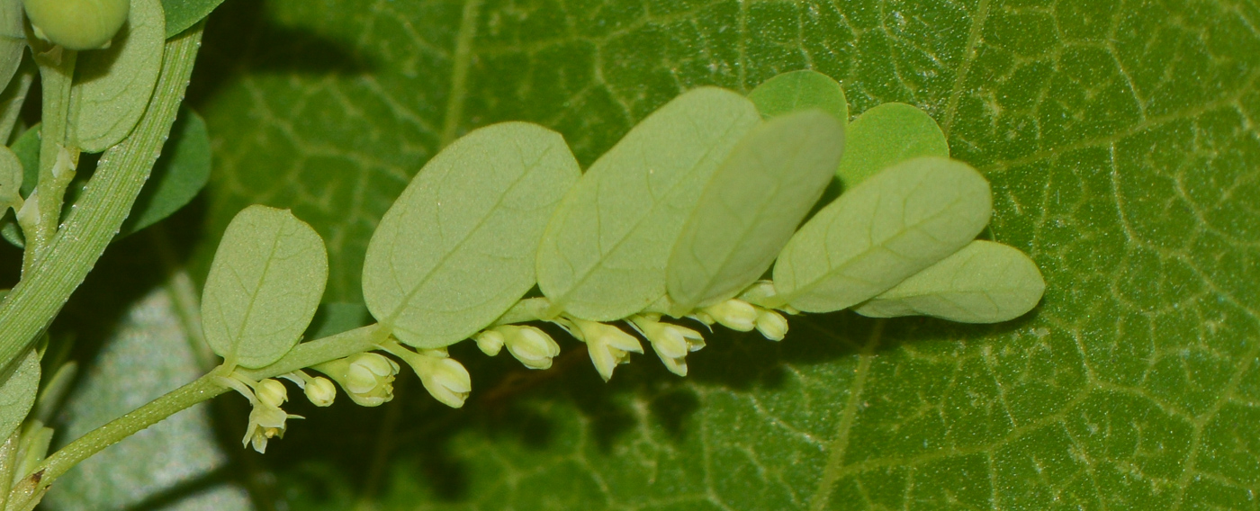 Изображение особи Phyllanthus amarus.