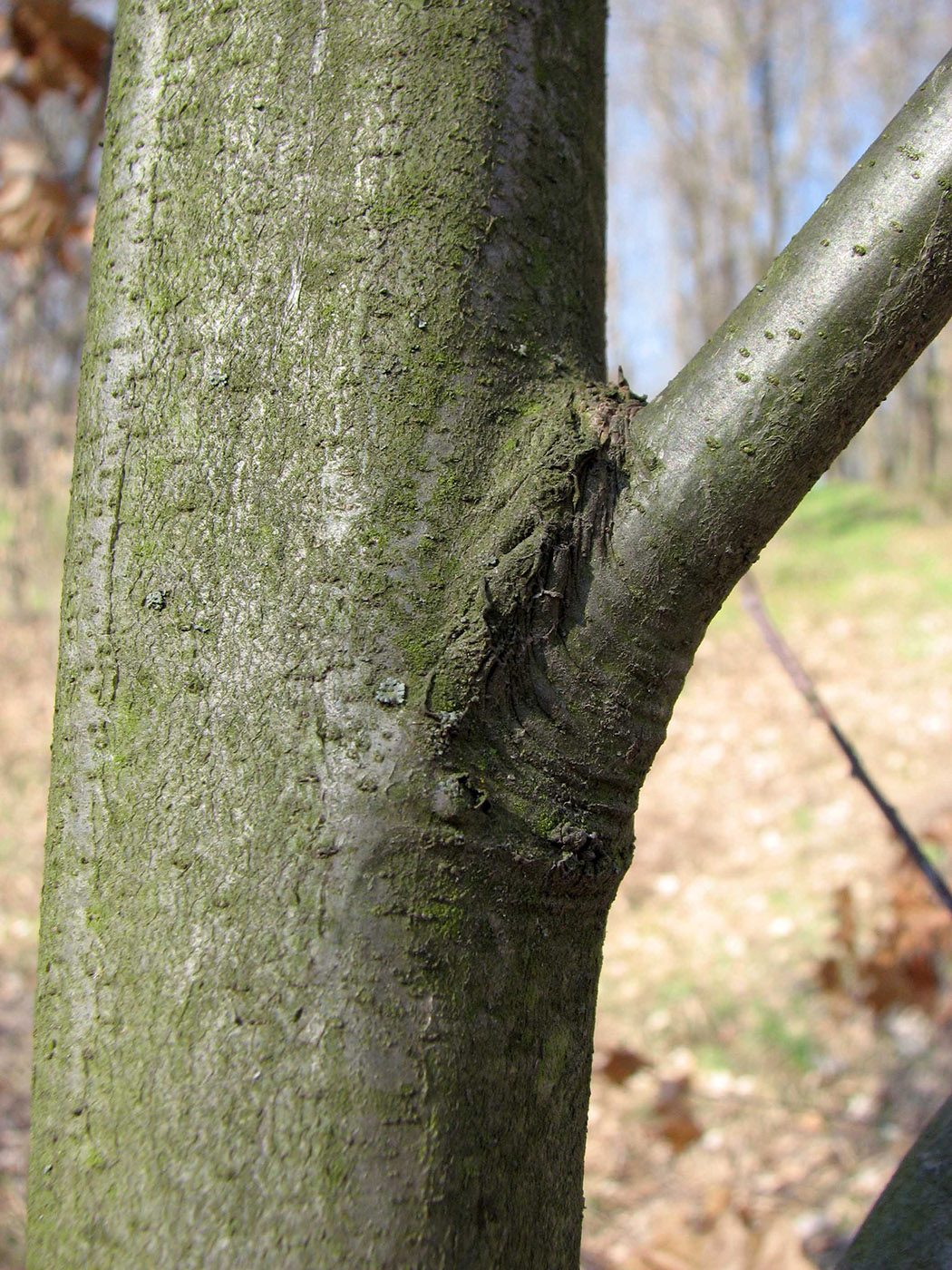 Image of Quercus rubra specimen.