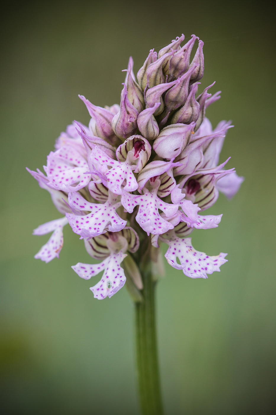 Изображение особи Neotinea tridentata.