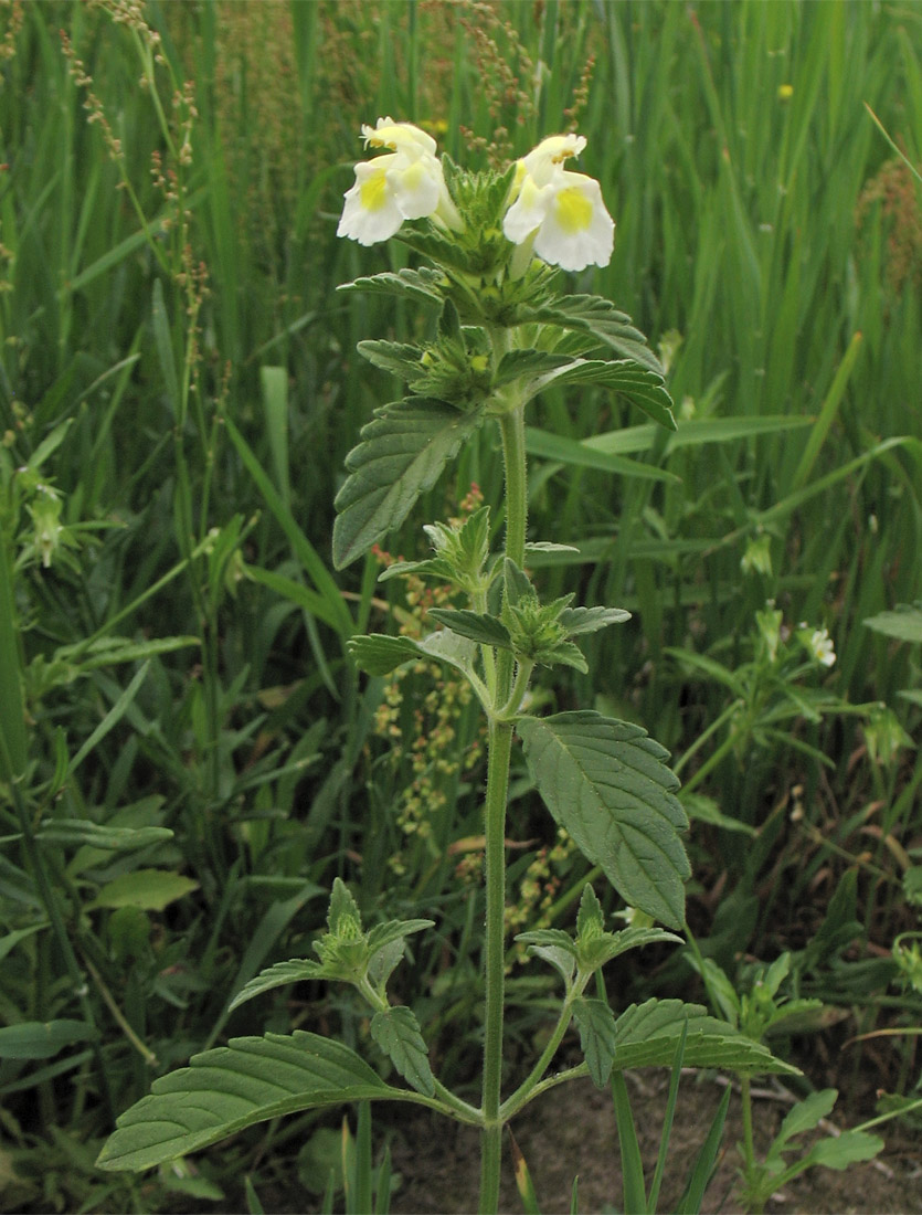 Изображение особи Galeopsis segetum.