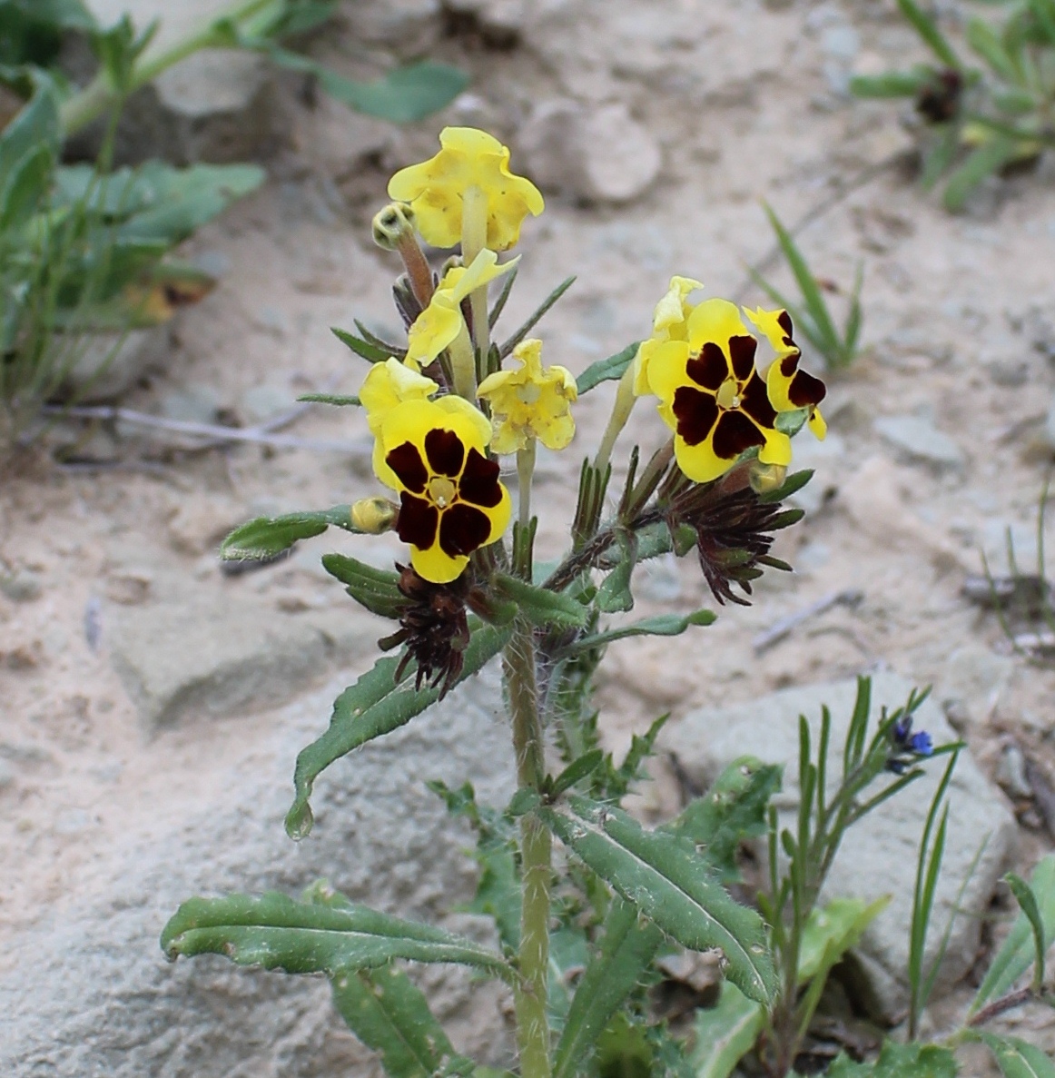 Изображение особи Arnebia coerulea.