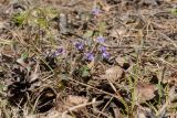 Viola rupestris. Цветущее растение (в сообществе с Carex ericetorum и Pulsatilla patens). Псковская обл., Себежский р-н, окр. дер. Козлово и дер. Мостище, нарушенный склон у шоссе на опушке сухого кустарничково-зеленомошного сосняка на песке. 06.05.2017.