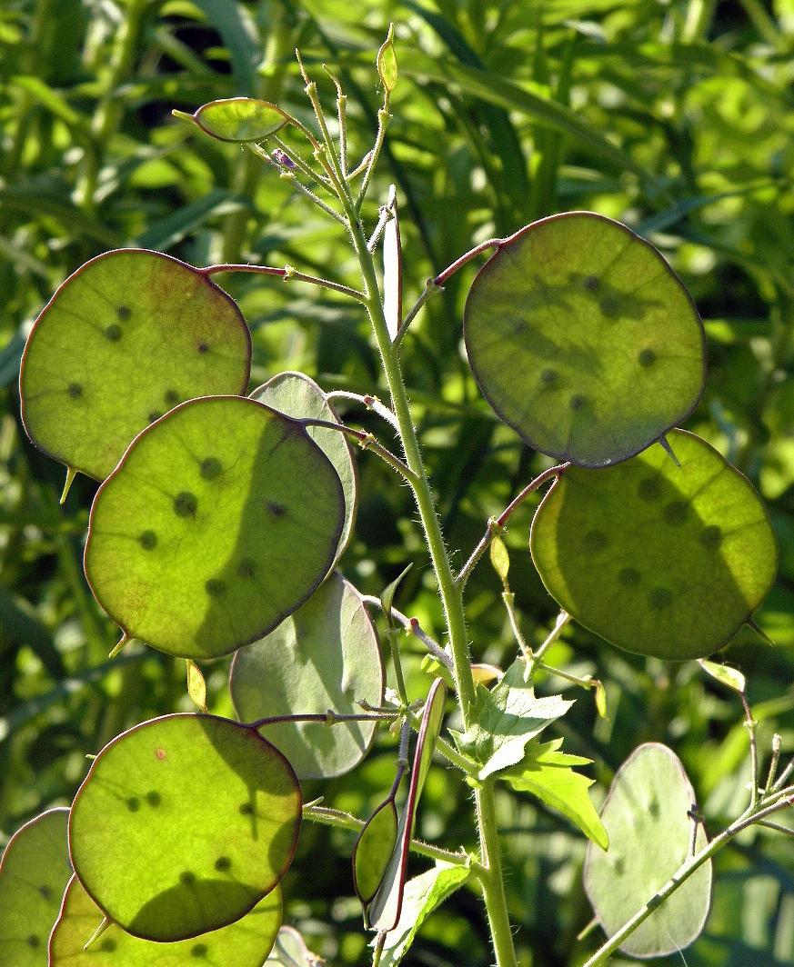 Изображение особи Lunaria annua.