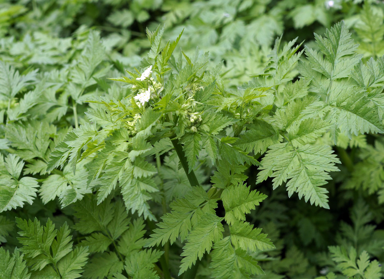 Image of Anthriscus sylvestris specimen.