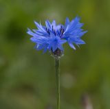 Centaurea cyanus