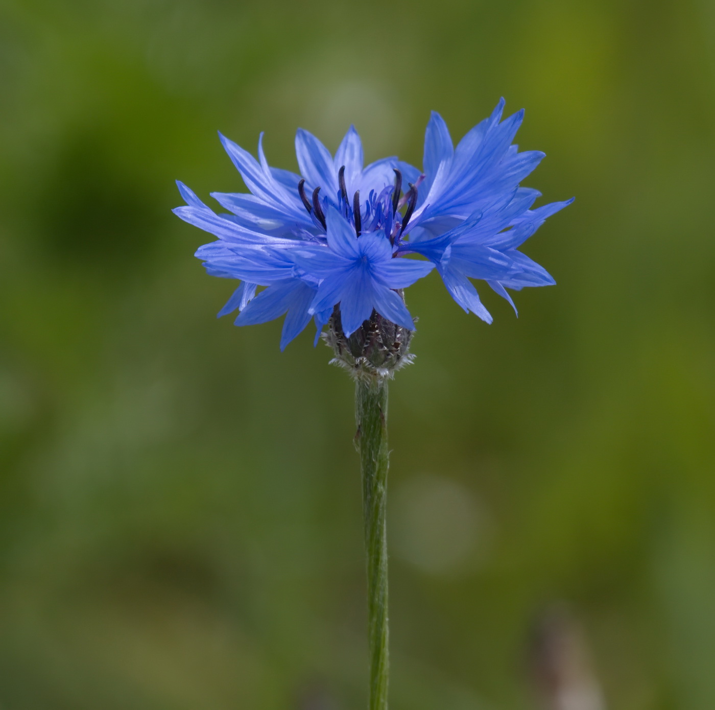 Изображение особи Centaurea cyanus.