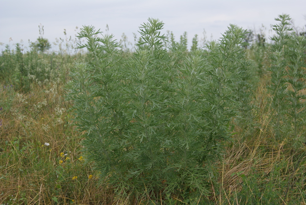 Image of Artemisia sieversiana specimen.