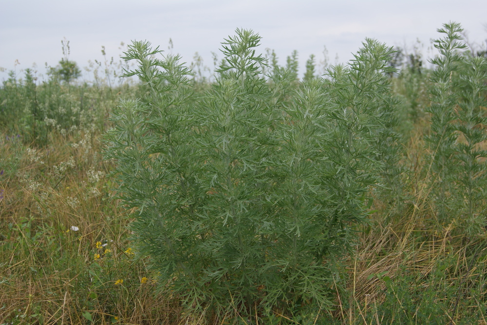 Изображение особи Artemisia sieversiana.