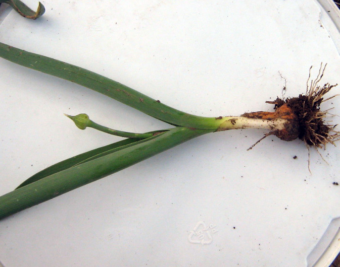 Image of Allium suworowii specimen.