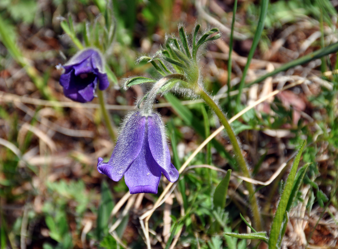 Изображение особи Pulsatilla regeliana.