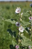 Althaea officinalis