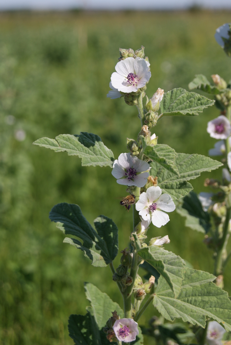 Изображение особи Althaea officinalis.