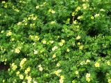 Dasiphora fruticosa
