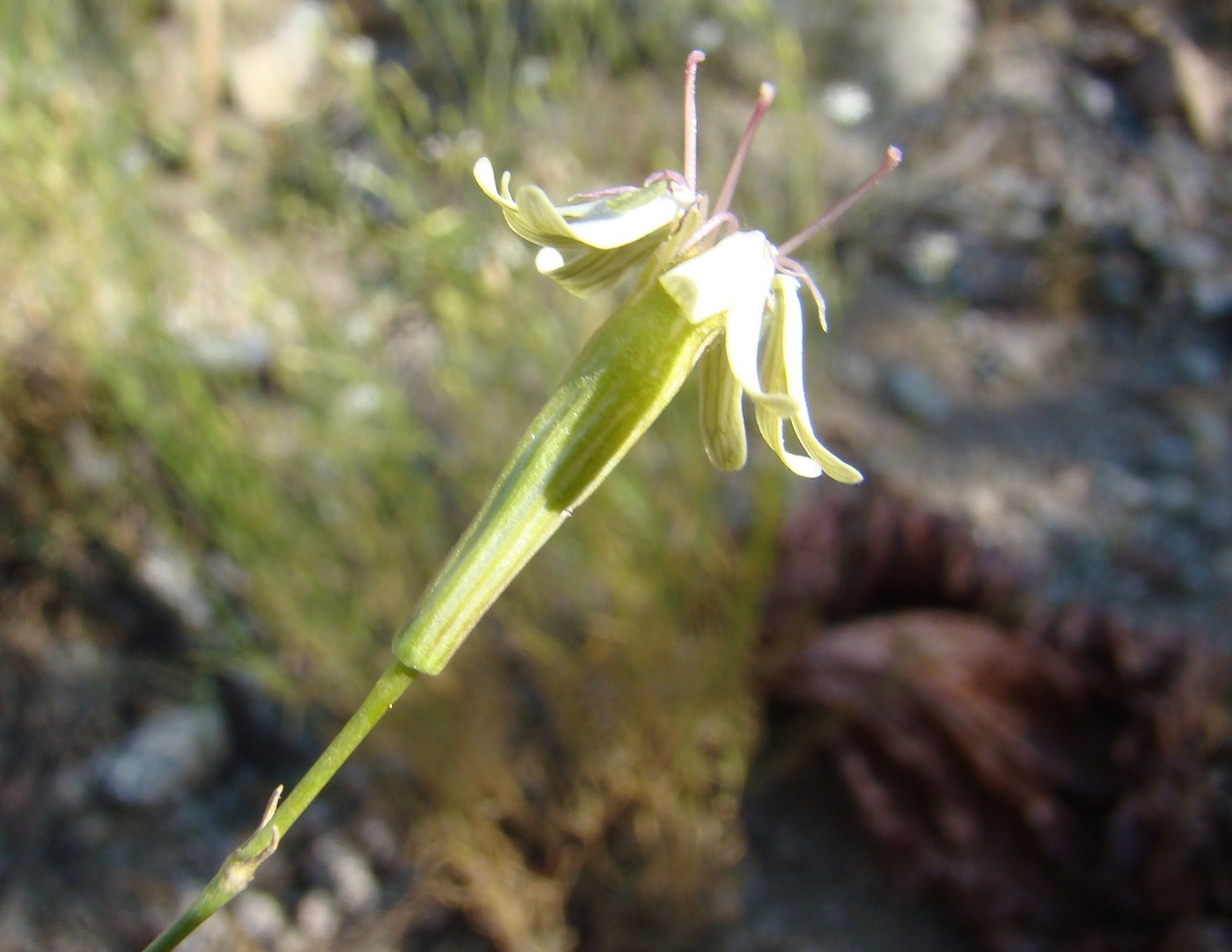 Изображение особи Silene pugionifolia.