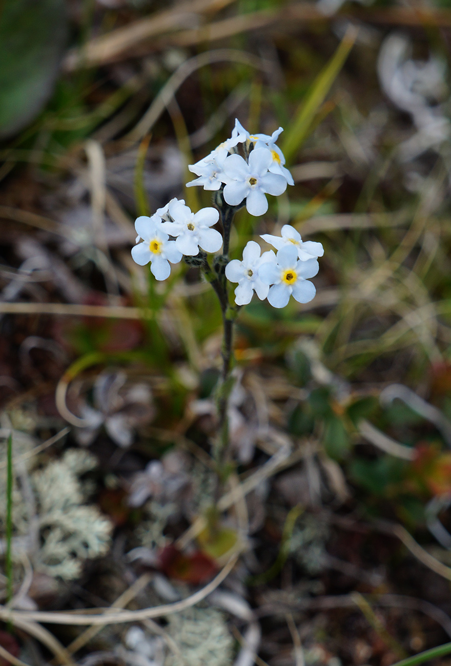 Изображение особи Eritrichium caucasicum.