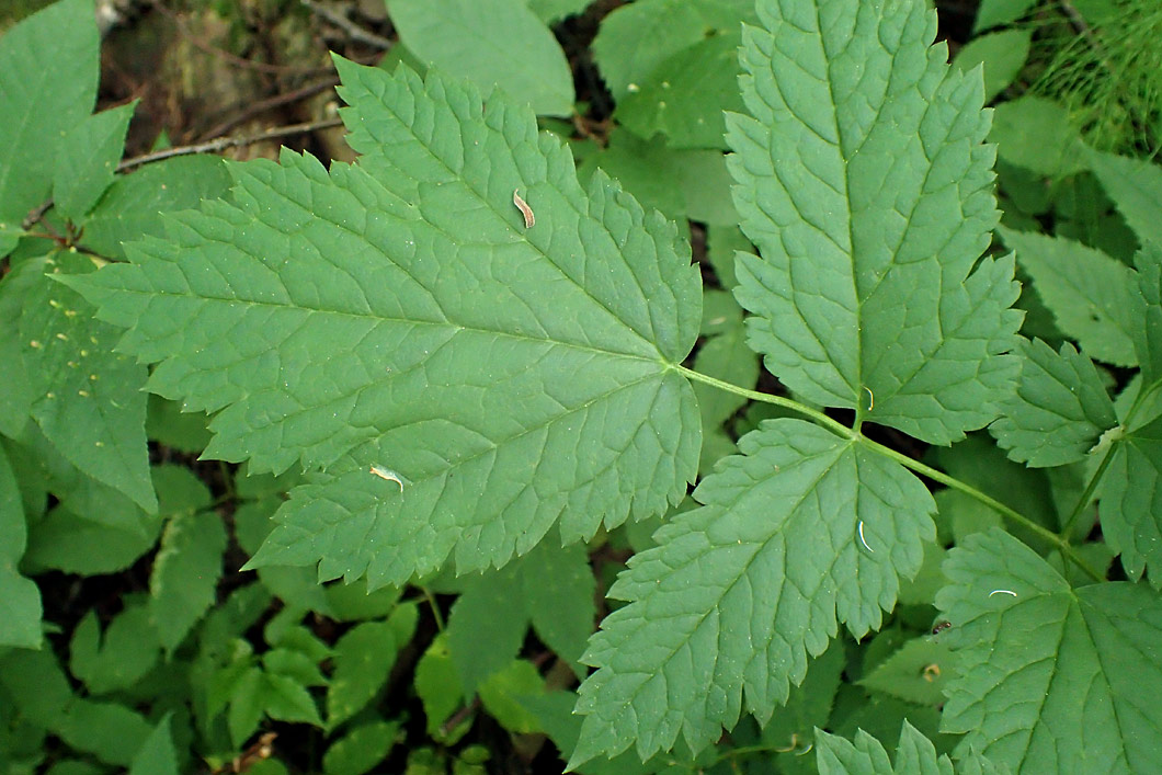 Image of Actaea spicata specimen.