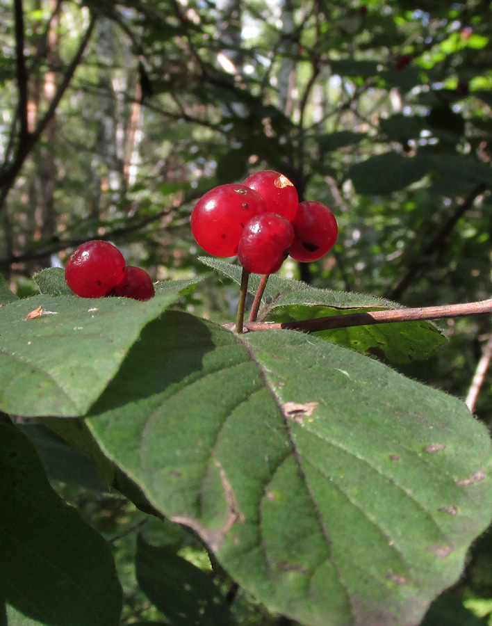 Изображение особи Lonicera xylosteum.