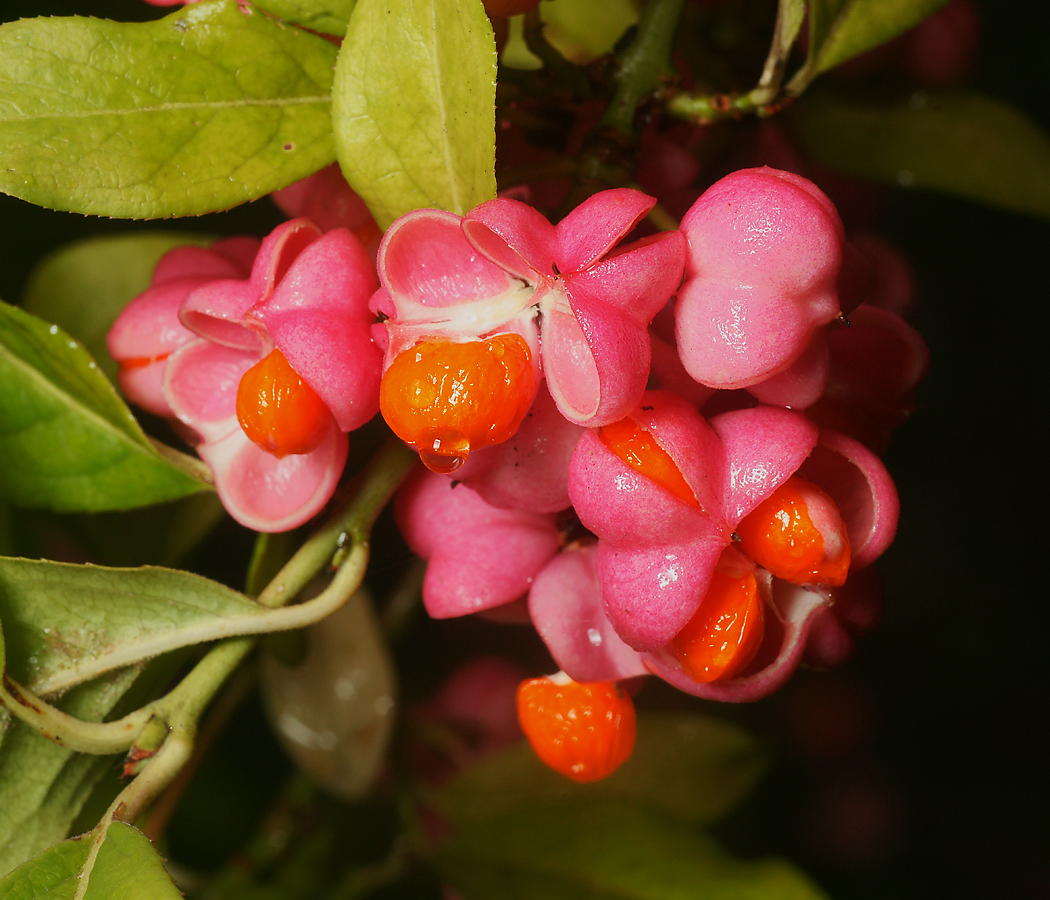 Изображение особи Euonymus europaeus.