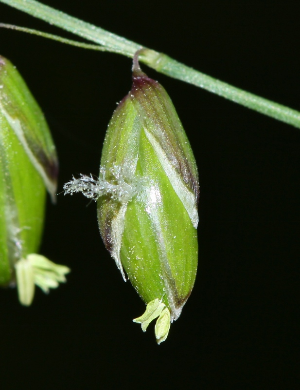 Image of Melica nutans specimen.