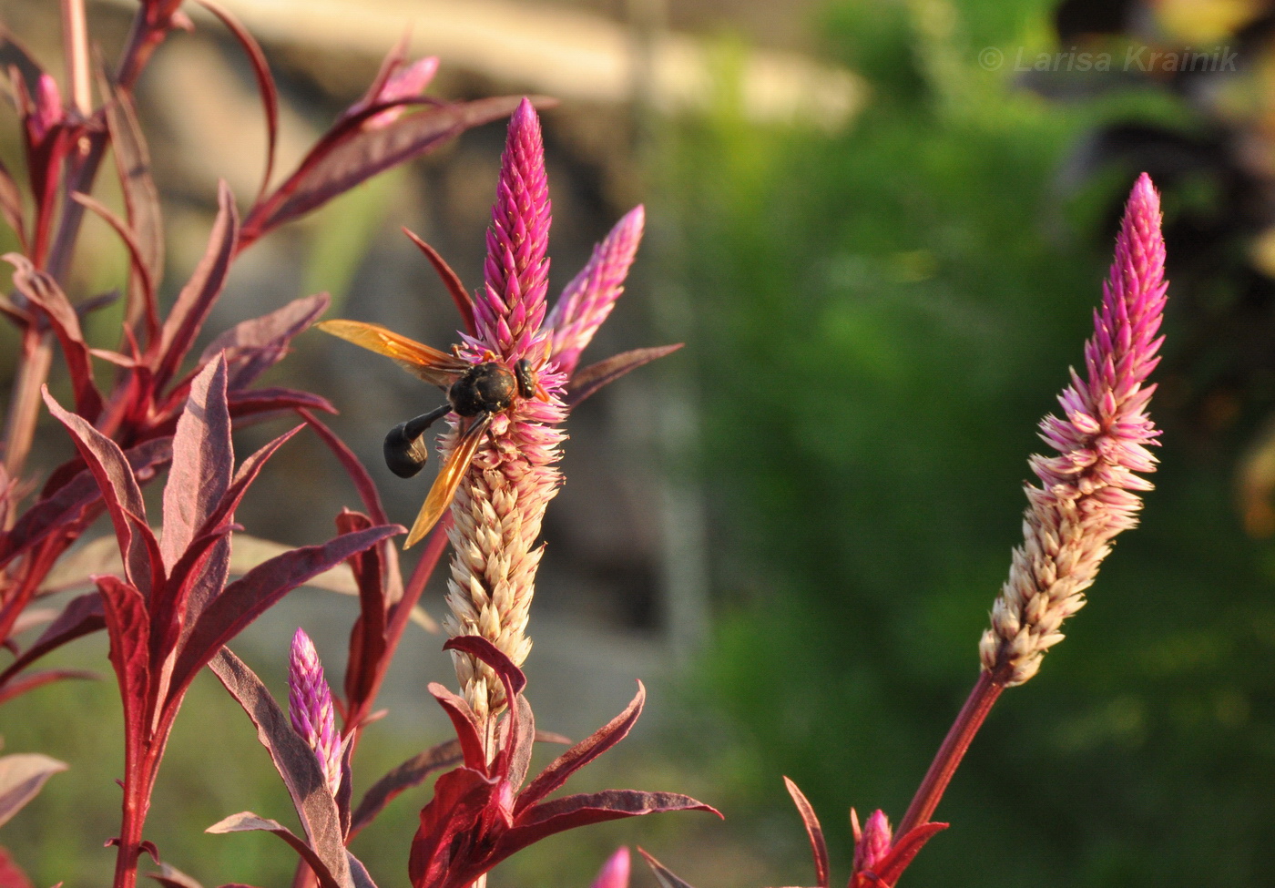 Image of Celosia spicata specimen.