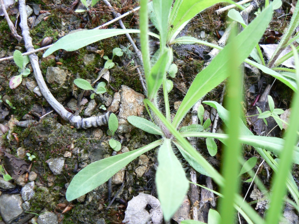 Image of genus Pilosella specimen.